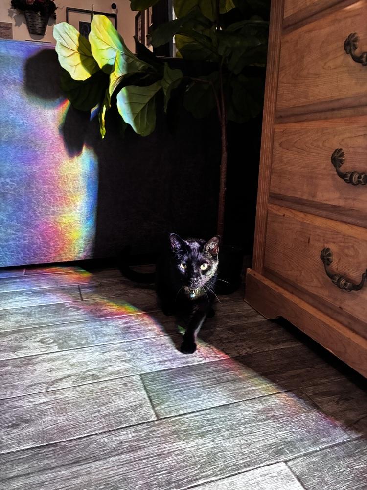 Enlarge Galaxy, a Adoptable Domestic Short Hair in DELTONA, FL image 3/5
