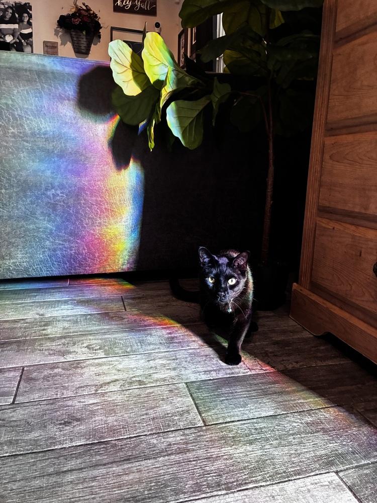 Enlarge Galaxy, a Adoptable Domestic Short Hair in DELTONA, FL image 4/5