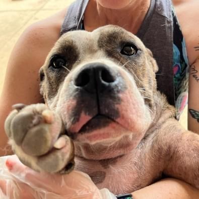 Dolce, Adopted, Adult Female American Staffordshire Terrier.