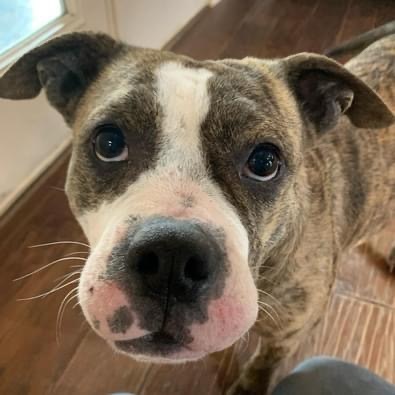 Enlarge Dolce, a Adopted American Staffordshire Terrier in Farmersville, TX image 2/4