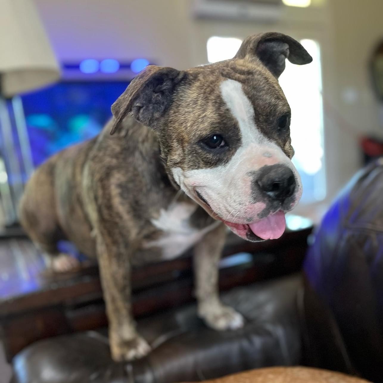 Enlarge Dolce, a Adopted American Staffordshire Terrier in Farmersville, TX image 3/4