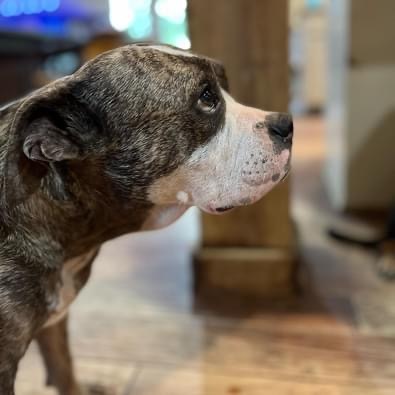 Enlarge Dolce, a Adopted American Staffordshire Terrier in Farmersville, TX image 4/4