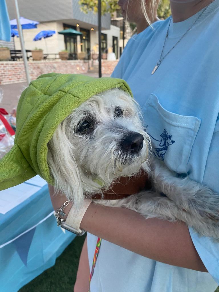 Casper, Adoptable, Senior Male Shih Tzu & Maltese.