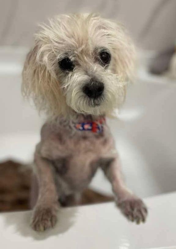 Enlarge Casper, a Adoptable mixed breed in College Station, TX image 1/4