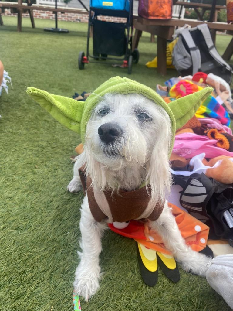 Casper, Adoptable, Senior Male Shih Tzu & Maltese.