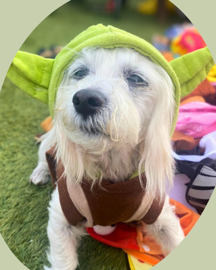 Enlarge Casper, a Adoptable mixed breed in College Station, TX image 3/4