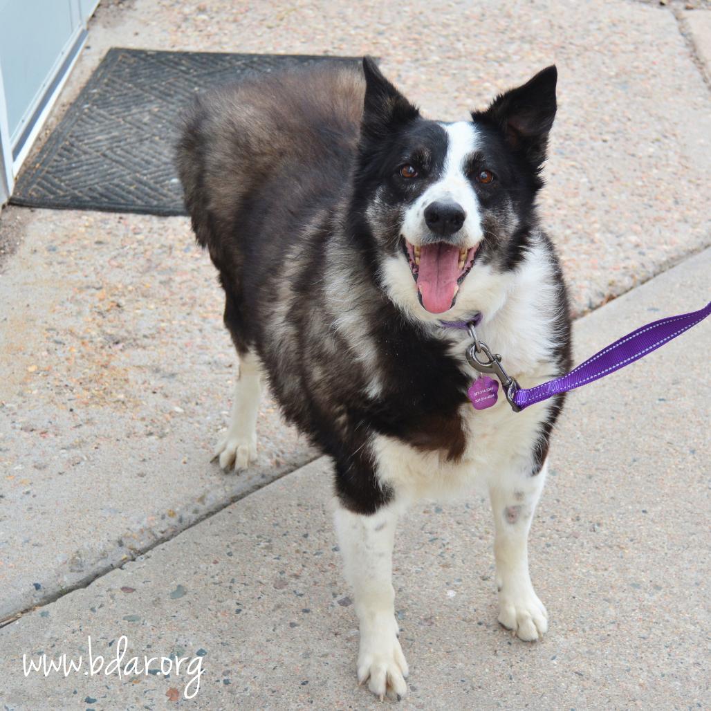 Bunny, Adoptable, Senior Female Border Collie & Mixed Breed.