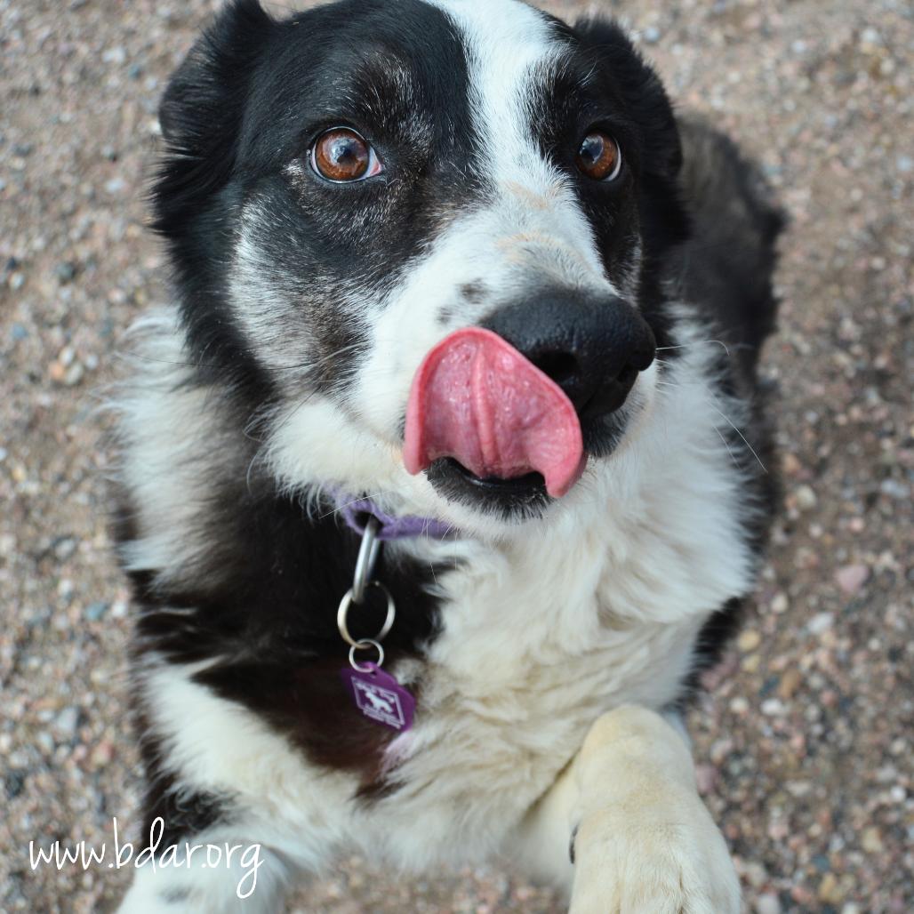 Enlarge Bunny, a Adoptable mixed breed in Cheyenne, WY image 2/3