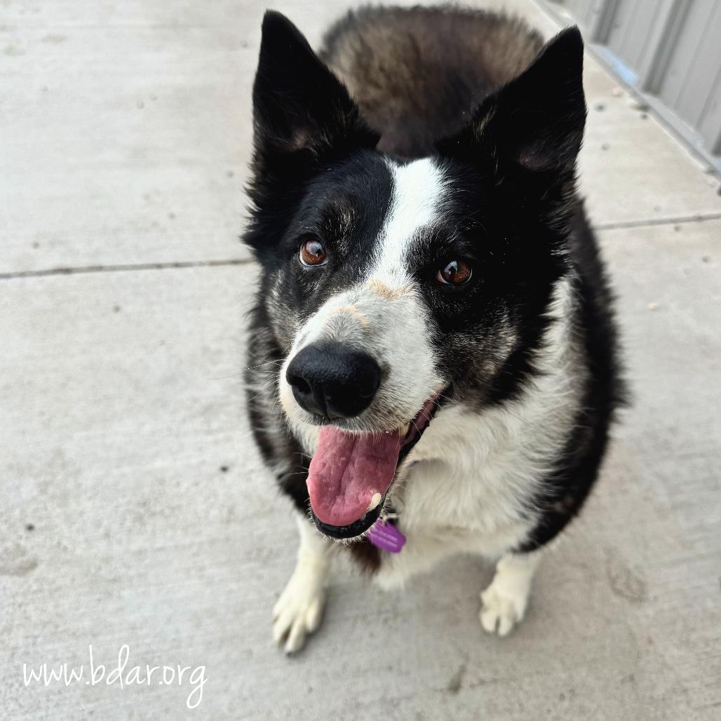 Enlarge Bunny, a Adoptable mixed breed in Cheyenne, WY image 3/3