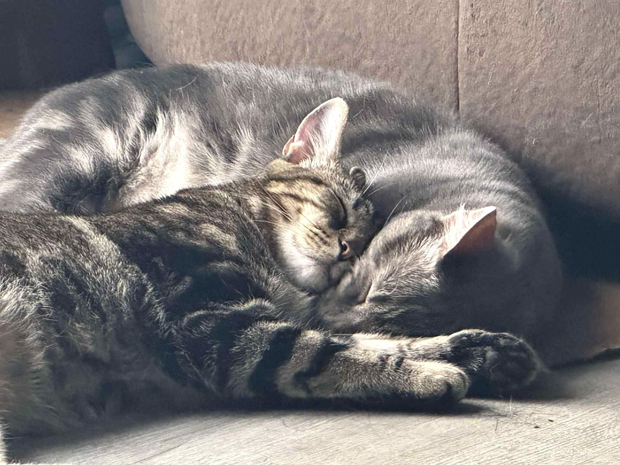 Aspen *MUST BE ADOPTED WITH OAK*