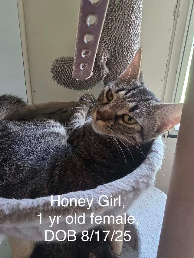 Honey Girl, Adoptable, Young Female Domestic Short Hair.