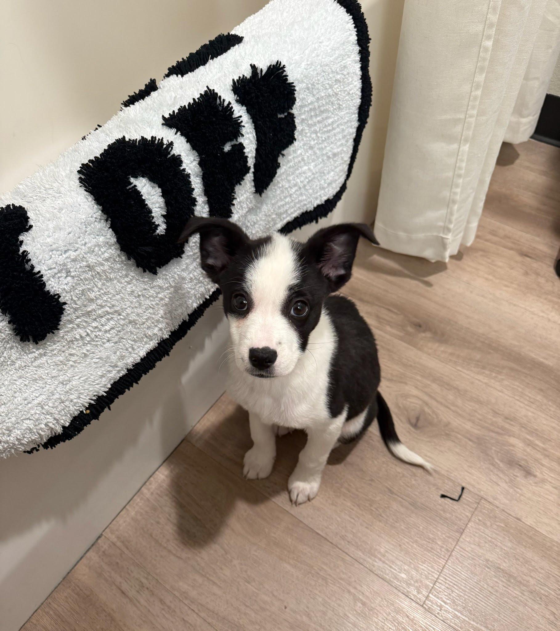 Orión, Adoptable, Puppy Female Border Collie.