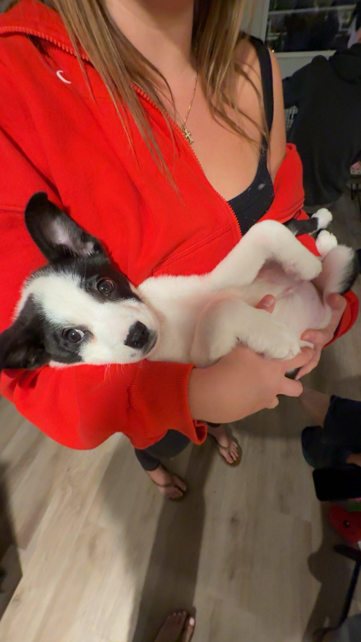 Enlarge Orión, a Adoptable mixed breed in San Diego, CA image 2/4