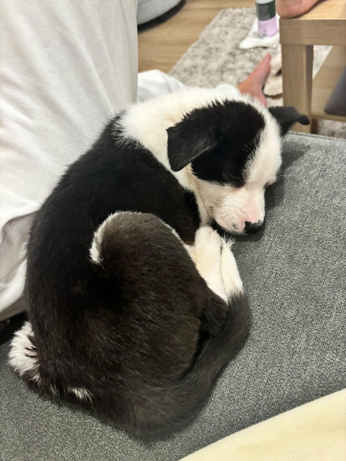 Enlarge Orión, a Adoptable mixed breed in San Diego, CA image 3/4