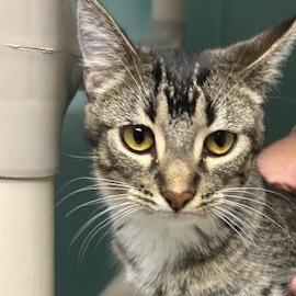 Victoria, Adoptable, Young Female American Shorthair.