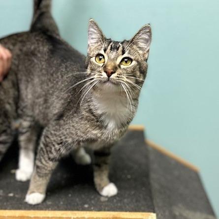 Enlarge Victoria, a Adoptable American Shorthair in Poplar Bluff, MO image 2/3