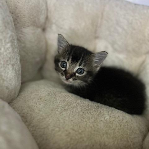 Enlarge Victoria, a Adoptable American Shorthair in Poplar Bluff, MO image 3/3