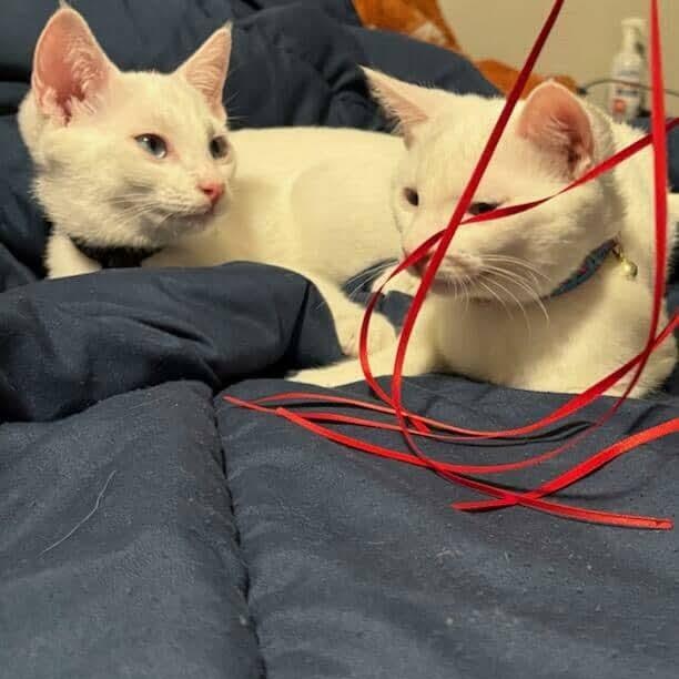 Bellona and Luna (Bonded Sisters)