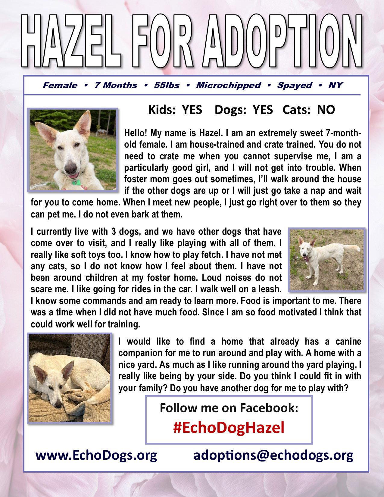 Hazel, a Adopted White German Shepherd in Londonderry, NH image 1/3