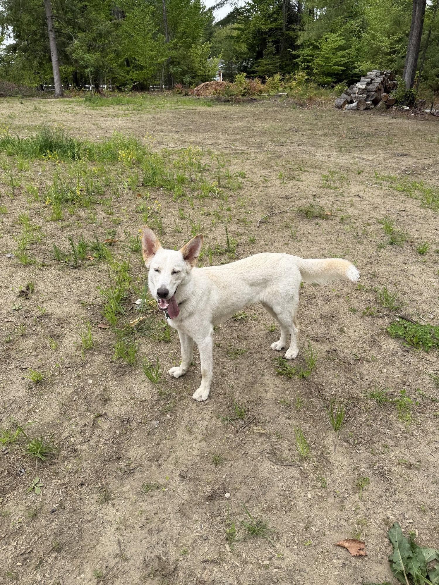 Hazel, a Adopted White German Shepherd in Londonderry, NH image 2/3