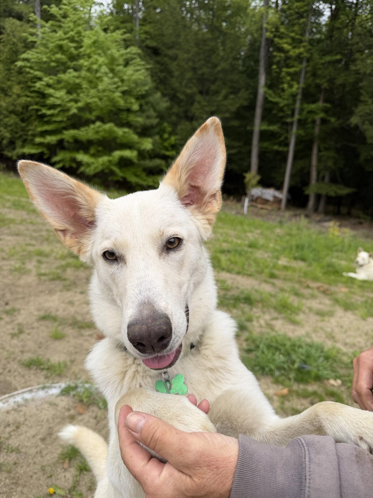 Hazel, a Adopted White German Shepherd in Londonderry, NH image 3/3