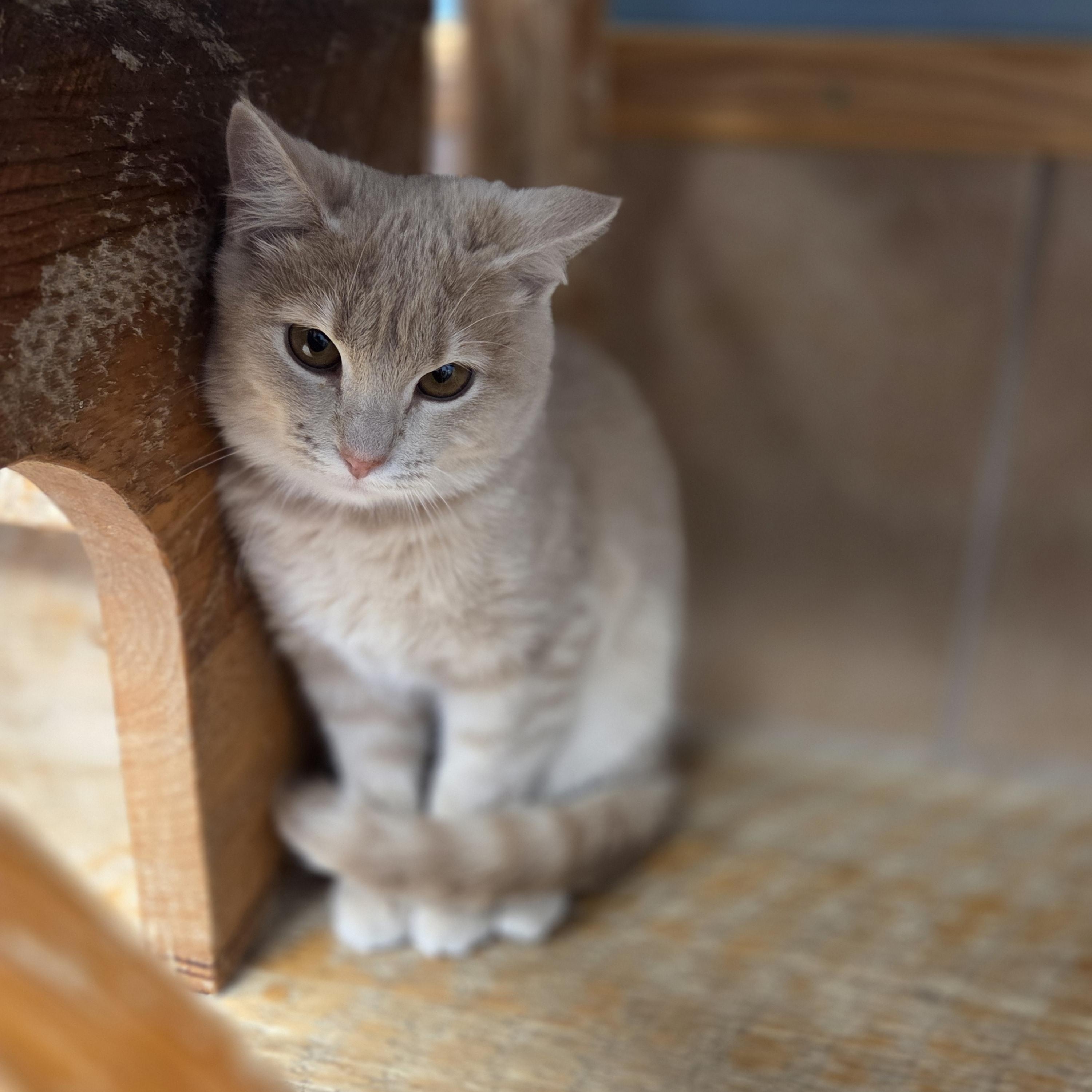 Carrot, Adoptable, Young Female Domestic Short Hair.