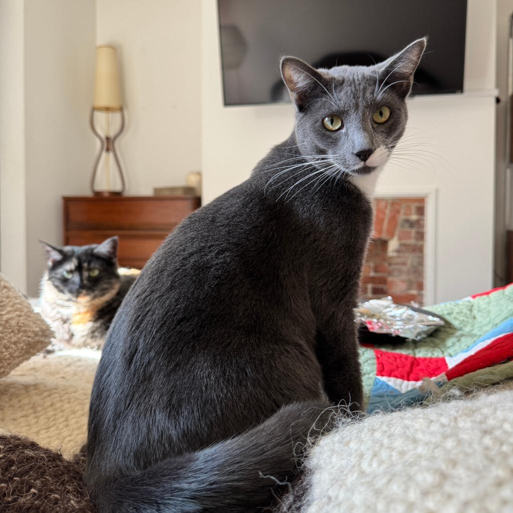 Enlarge Arthur, a Adoptable Domestic Short Hair in Gibsonia, PA image 1/6