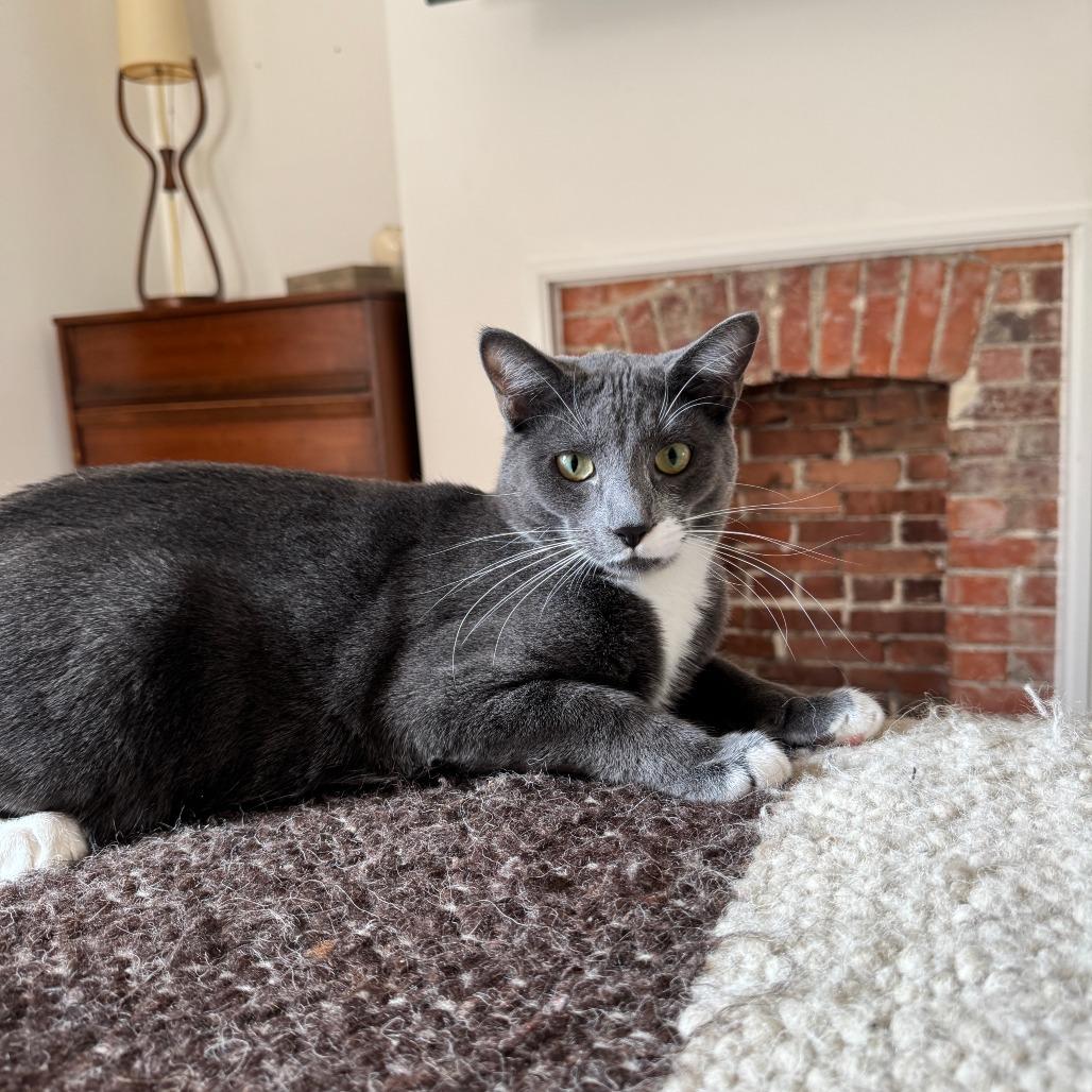 Enlarge Arthur, a Adoptable Domestic Short Hair in Gibsonia, PA image 2/6