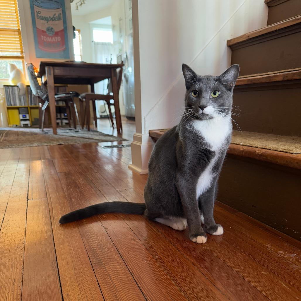 Enlarge Arthur, a Adoptable Domestic Short Hair in Gibsonia, PA image 3/6