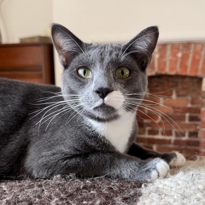Enlarge Arthur, a Adoptable Domestic Short Hair in Gibsonia, PA image 4/6