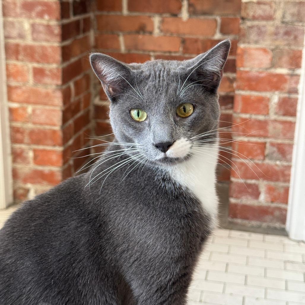 Enlarge Arthur, a Adoptable Domestic Short Hair in Gibsonia, PA image 5/6