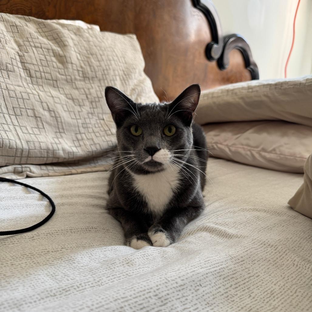 Enlarge Arthur, a Adoptable Domestic Short Hair in Gibsonia, PA image 6/6