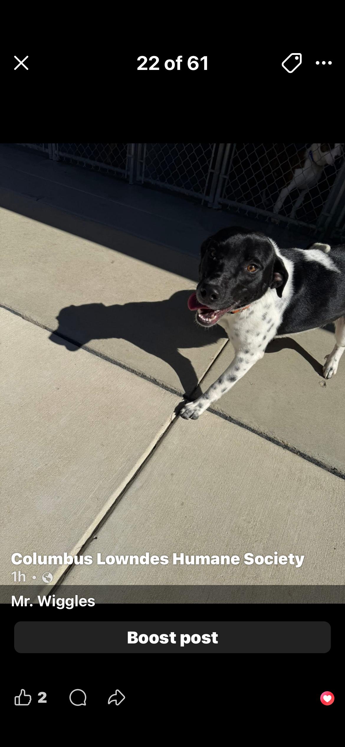 Mr. Wiggles, ADOPTABLE, Adult Male American Bully.