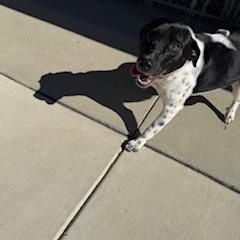 Enlarge Mr. Wiggles, a ADOPTABLE mixed breed in Columbus, MS image 3/3