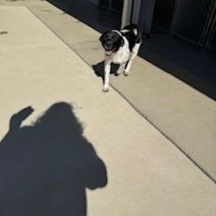 Enlarge Mr. Wiggles, a ADOPTABLE mixed breed in Columbus, MS image 2/3