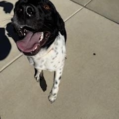 Mr. Wiggles, ADOPTABLE, Adult Male Labrador Retriever & Mixed Breed.