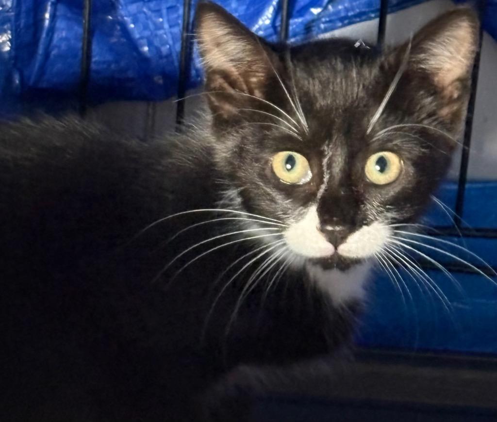 Enlarge Porch cat, a Adoptable mixed breed in Wauchula, FL image 1/1