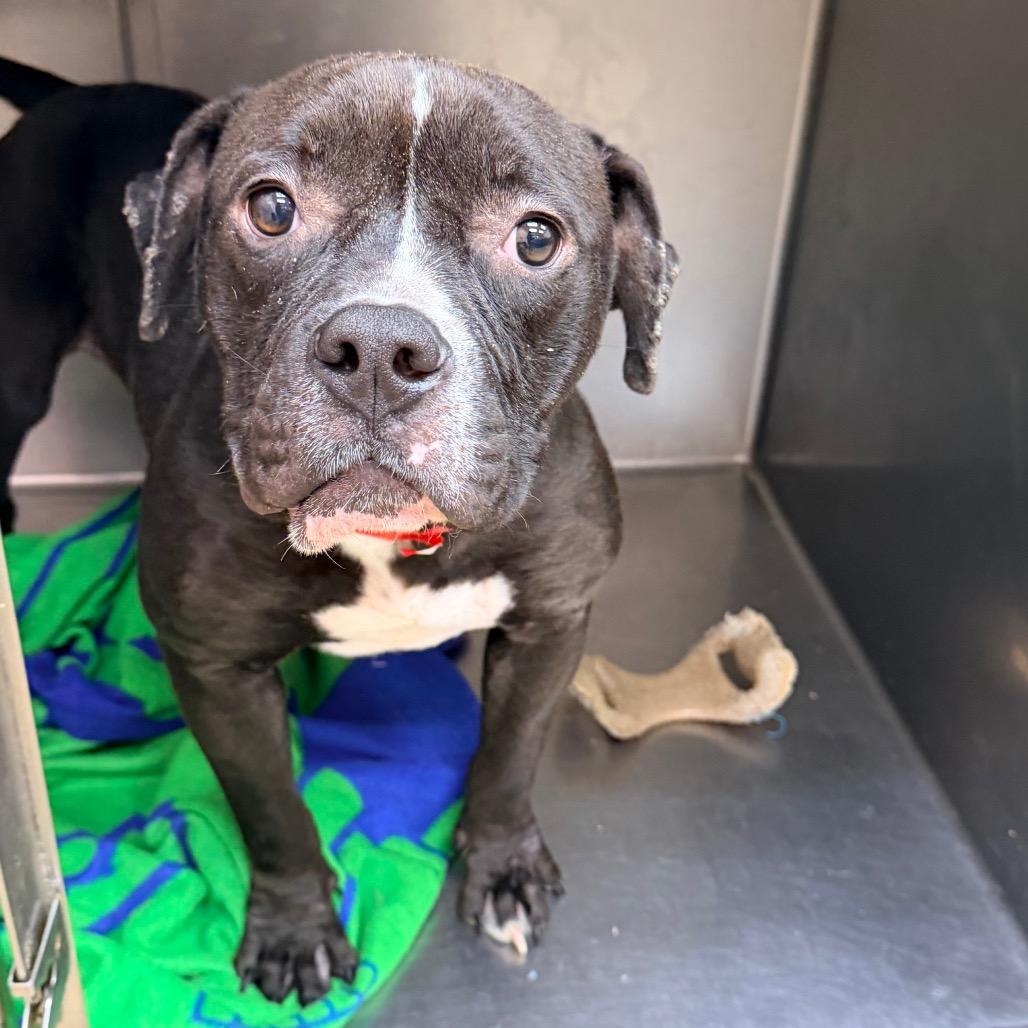 Bowser, a Adoptable mixed breed in Columbus, GA image 2/3