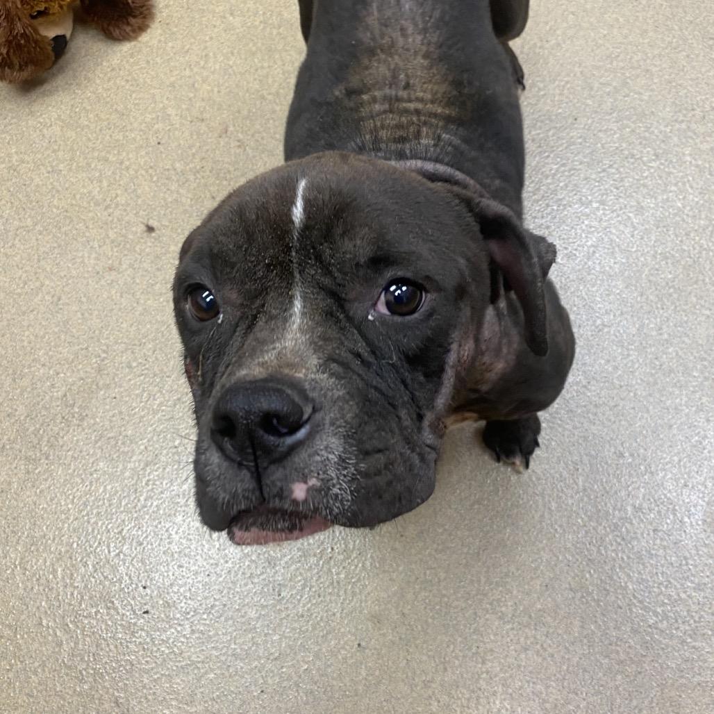 Bowser, a Adoptable mixed breed in Columbus, GA image 3/3