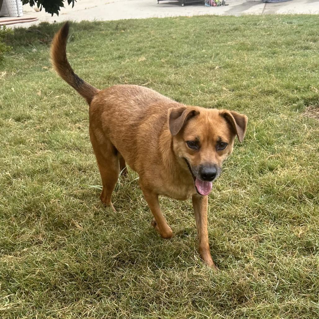 Enlarge Rambo, a Adoptable Terrier in Escondido, CA image 1/1