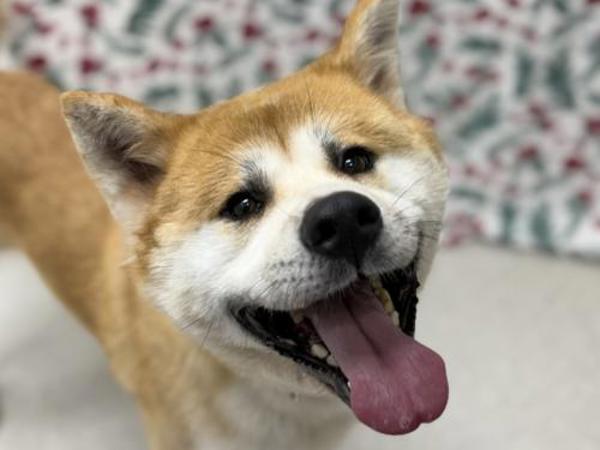 Donna, Adoptable, Adult Female Akita.