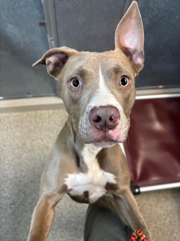 Rayna, a Adoptable Pit Bull Terrier in Supply, NC image 1/2