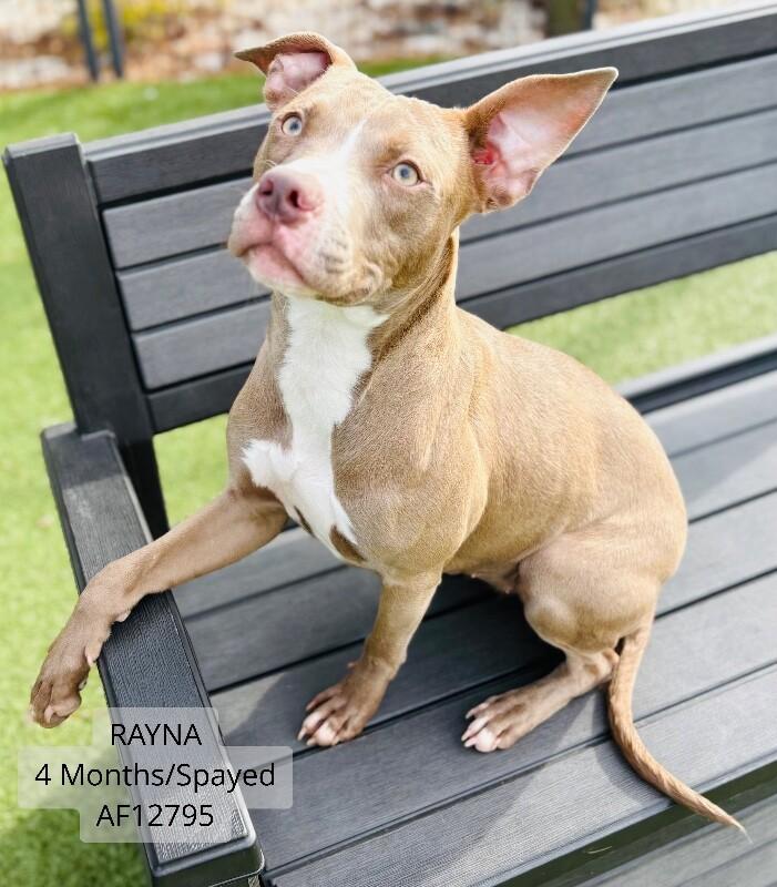 Rayna, a Adoptable Pit Bull Terrier in Supply, NC image 2/2
