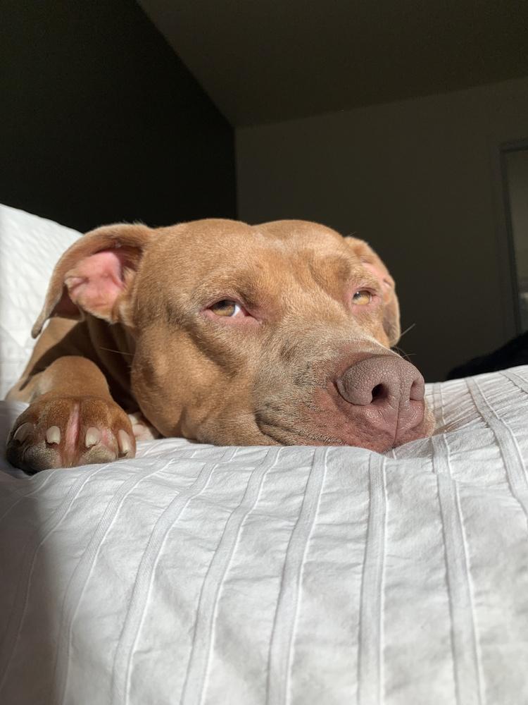 Georgie Lou (Peanut), Adoptable, Adult Female American Staffordshire Terrier.