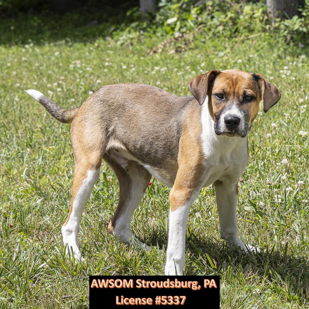 Elmo, Adoptable, Puppy Male Hound.