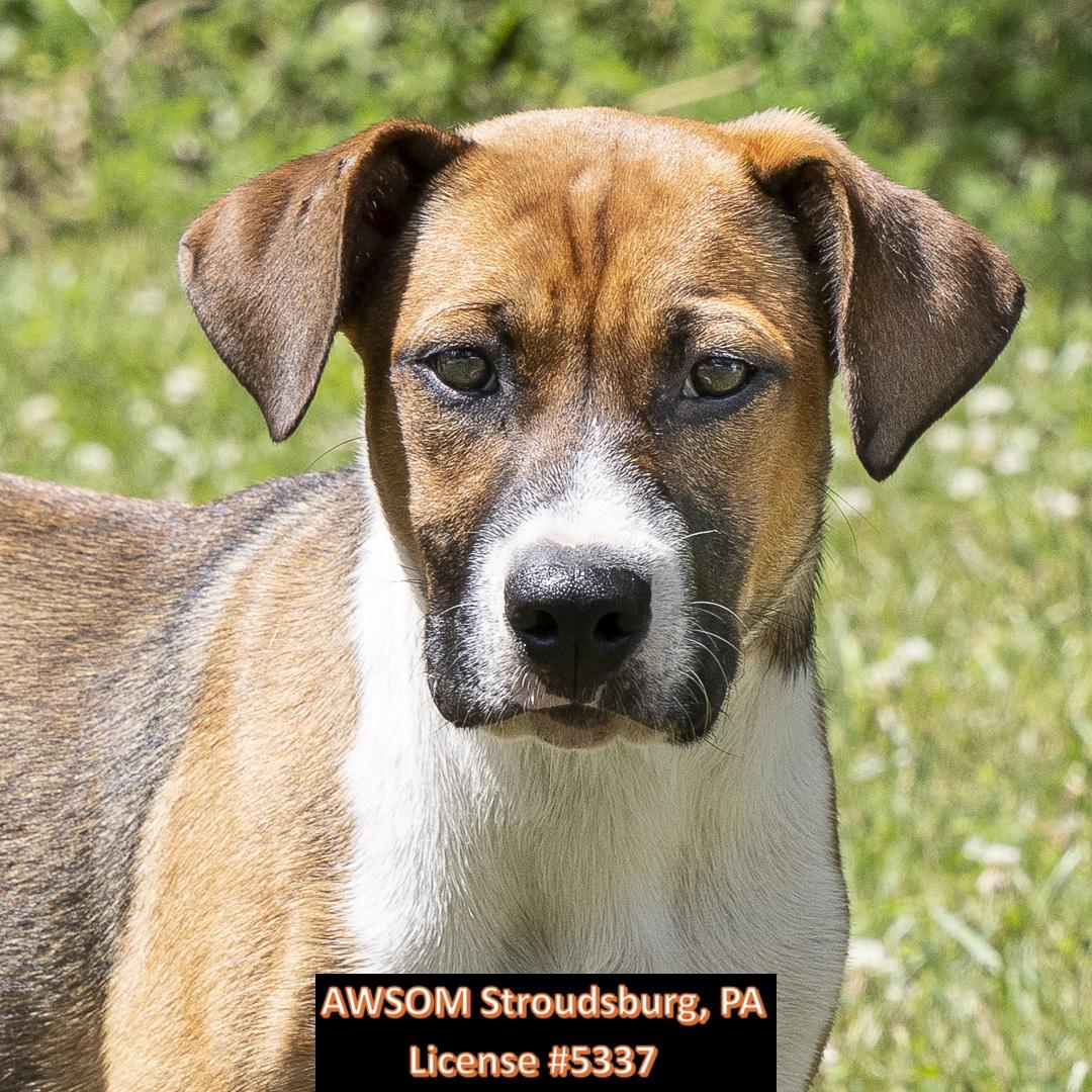 Enlarge Elmo, a Adoptable mixed breed in Stroudsburg, PA image 2/3