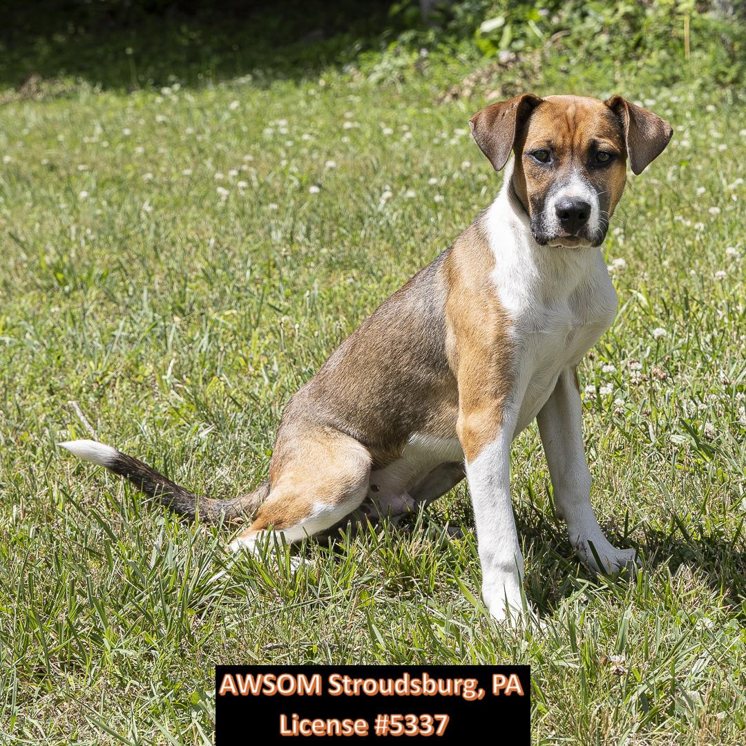 Enlarge Elmo, a Adoptable mixed breed in Stroudsburg, PA image 3/3