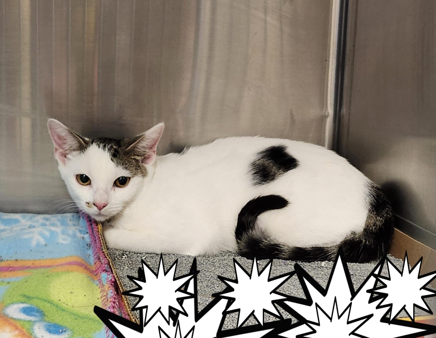 Enlarge Feta, a Adoptable Domestic Short Hair in East Brunswick, NJ image 1/6