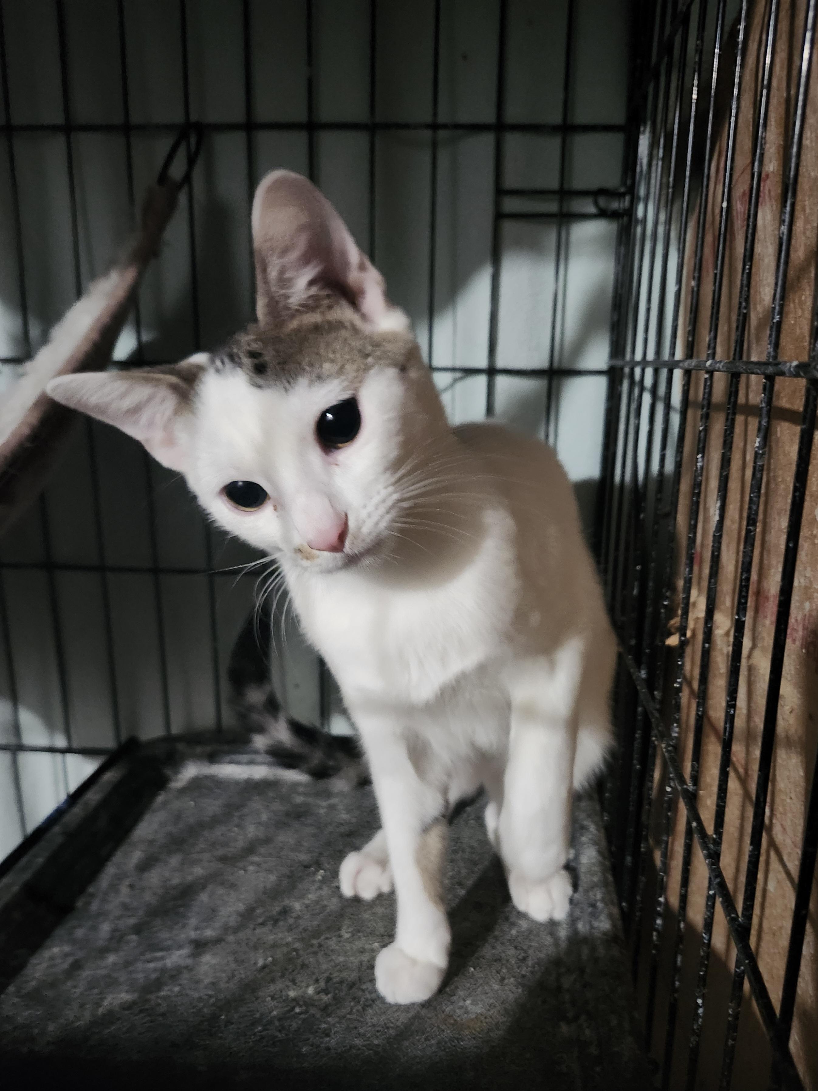 Enlarge Feta, a Adoptable Domestic Short Hair in East Brunswick, NJ image 2/6