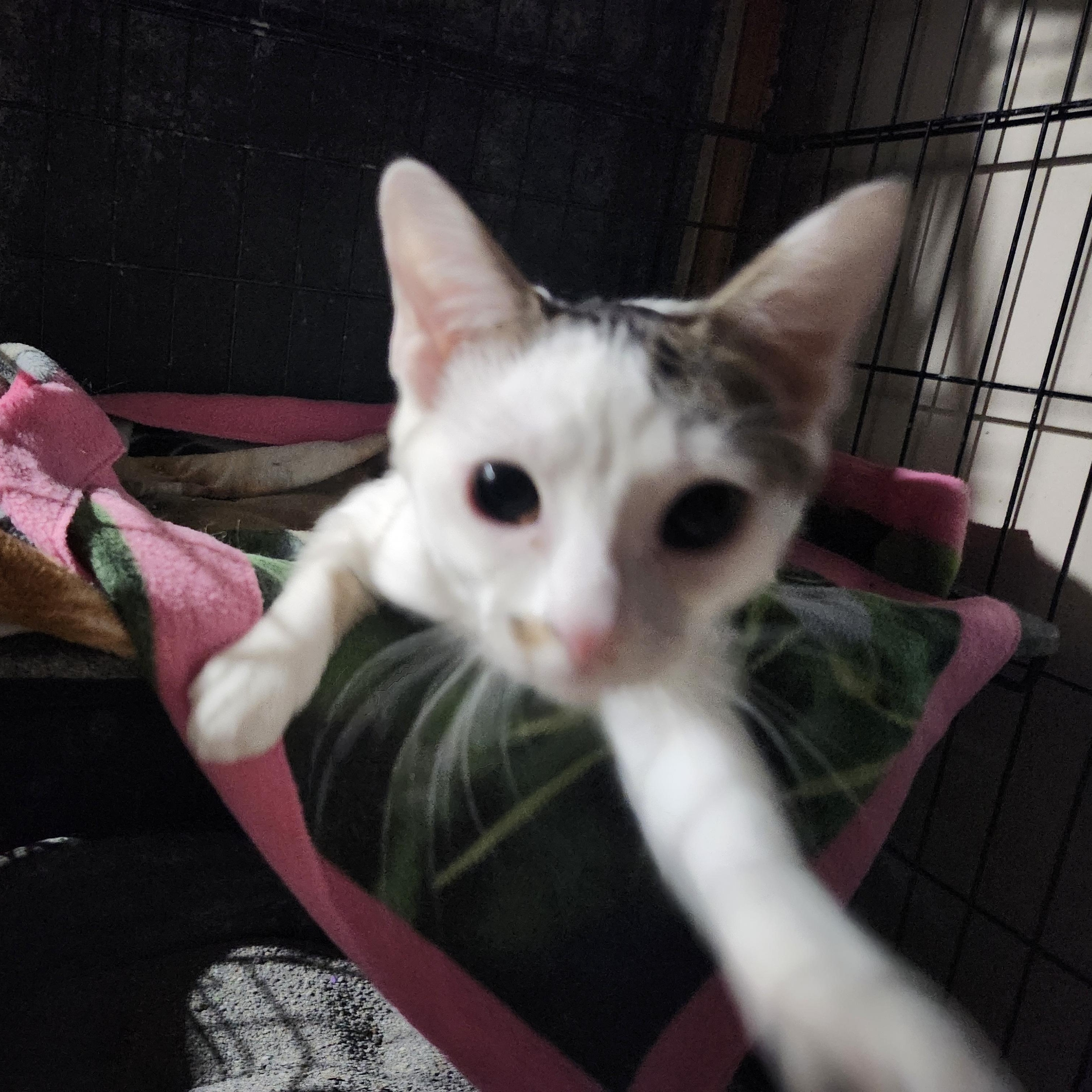 Enlarge Feta, a Adoptable Domestic Short Hair in East Brunswick, NJ image 3/6